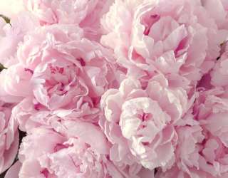 Фотошпалери пухнасті рожеві півонії 21388