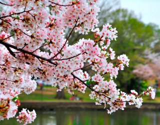 Фотообои Цветущий вишневый сад 11826