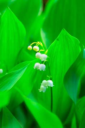 Фотообои Ландыш