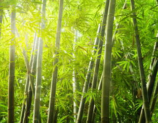 Фотообои бамбуковый лес 20331