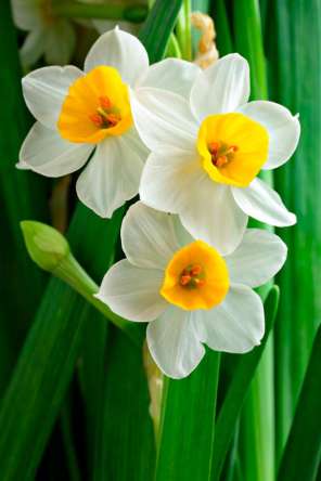 Фотошпалери Нарциси обынковенные Фотошпалери Нарциси обынковенные