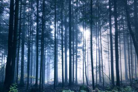 Фотошпалери ліс Фотошпалери ліс