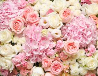 Фотошпалери ніжні біло-рожеві квіти 20964