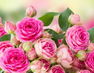 Фотошпалери чайна троянда 21181