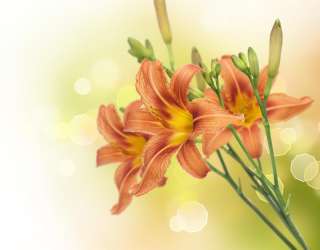 Фотошпалери червоно-жовті лілії 20446