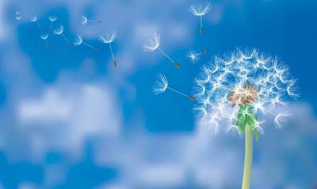 Фотошпалери Кульбаба на синьому тлі Фотошпалери Кульбаба на синьому тлі