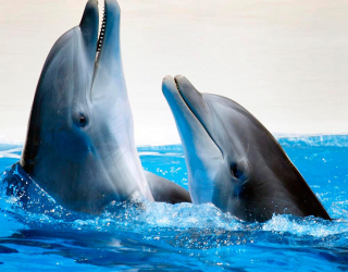 Фотообои Общение дельфинов 9936