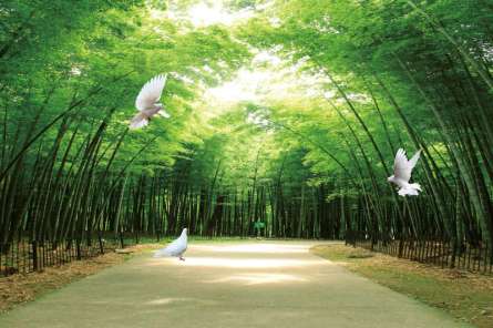 Фотошпалери Зелена алея Фотошпалери Зелена алея