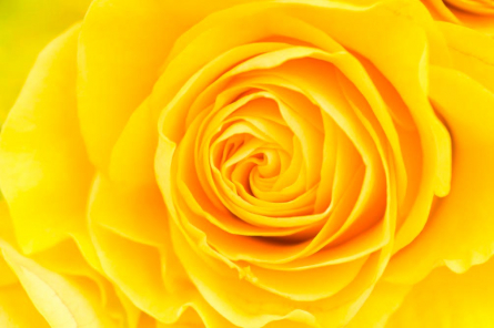 Фотообои Желтая роза крупным планом