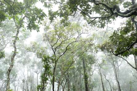 Фотошпалери ліс Фотошпалери ліс