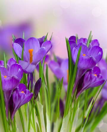 Фотообои фиолетовые цветы в траве Фотообои фиолетовые цветы в траве