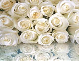 Фотошпалери Білі троянди з росою 19953