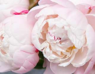 Фотошпалери ніжні біло-рожеві півонії 21504