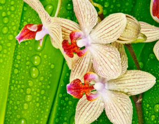 Фотообои Орхидеи на листе 8904