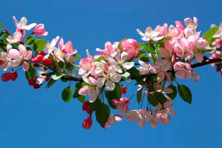 Фотошпалери Фотошпалери Черешня квітуча