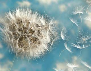 Фотошпалери кульбаби 25010