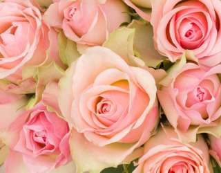 Фотошпалери roses 21515