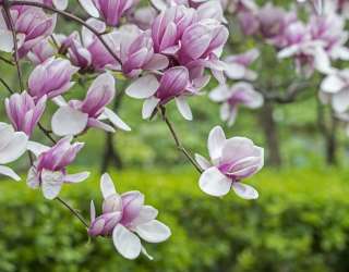 Фотошпалери ніжна магнолія 20899