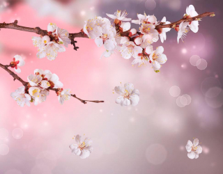 Фотообои Полевая вишня цветет 1407