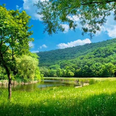 Фотообои Лето, лес Фотообои Лето, лес