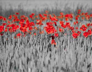 Фотошпалери Червоні маки на тлі чб 23095