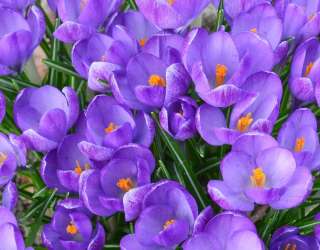 Фотошпалери Шафран весняний 21289