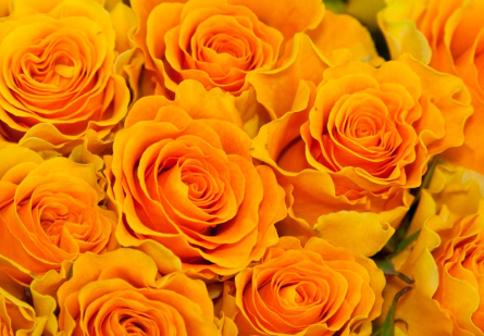 Фотообои Розы желтого оттенка