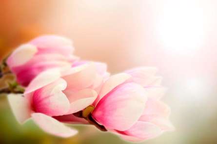 Фотошпалери Рожеві квіти на дереві Фотошпалери Рожеві квіти на дереві