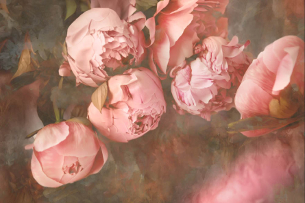 Фотошпалери Рожеві півонії Фотошпалери Рожеві півонії