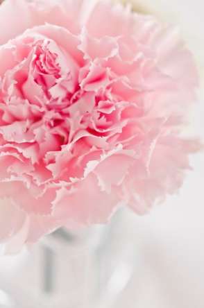 Фотошпалери Півонія блідо-рожевий Фотошпалери Півонія блідо-рожевий