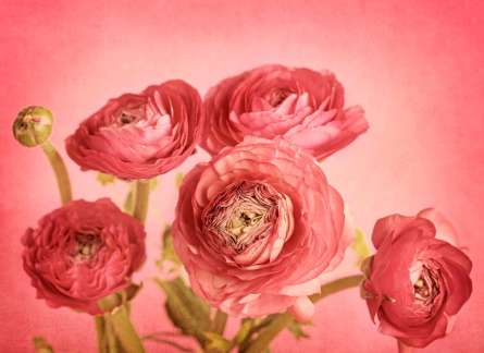 Фотошпалери Кораловий півонія Фотошпалери Кораловий півонія