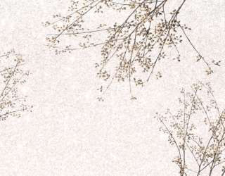 Фотообои Ветви на бежевом фоне 34326