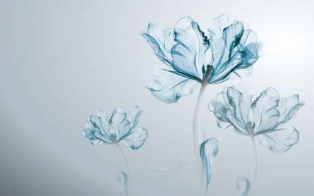 Фотошпалери квітка Фотошпалери квітка