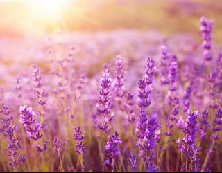 Фотошпалери поле квіточок 20927