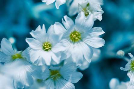 Фотошпалери Зірочник Фотошпалери Зірочник