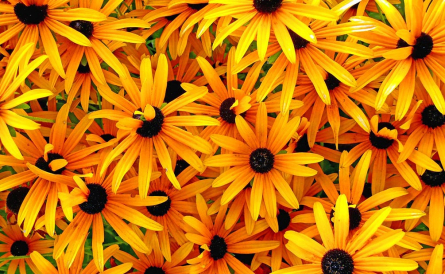 Фотообои Цветы желтого цвета