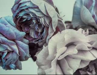 Фотошпалери Шикарні рожеві 22535