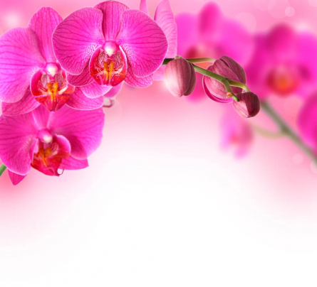 Фотообои Веточка орхидей розовых