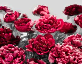 Фотошпалери Бордові півонії 20029