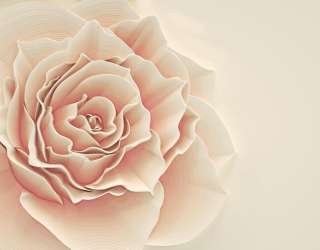 Фотошпалери Бежева об'ємна троянда 22203