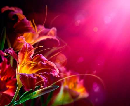 Фотошпалери Малинові лілії Фотошпалери Малинові лілії