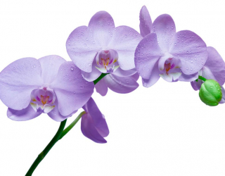 Фотообои Орхидеи сиреневые 5113