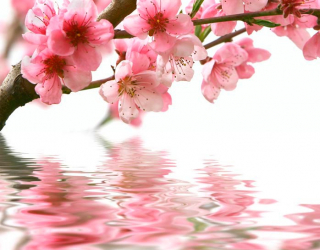 Фотообои Розовые цветки и вода 7930
