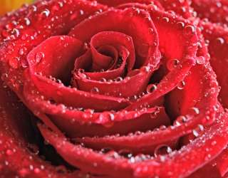 Фотошпалери Бутон червоної троянди 23234