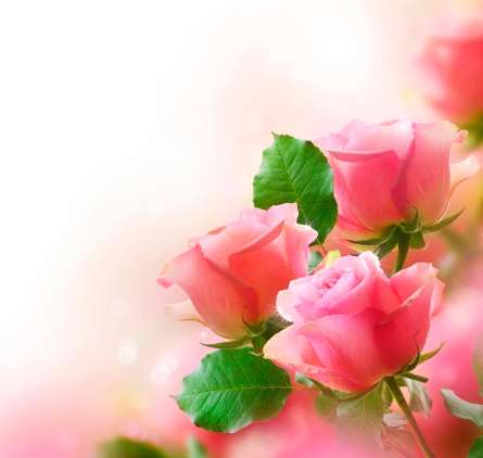 Фотошпалери Ніжні рожеві бутони Фотошпалери Ніжні рожеві бутони