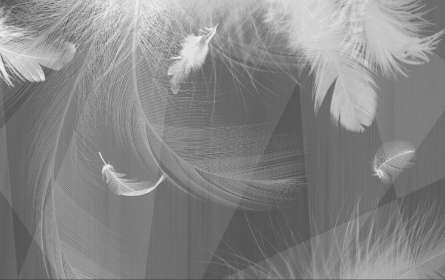 Фотошпалери ч / б пір'я Фотошпалери ч / б пір'я