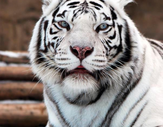 Фотообои Белый тигр 1165