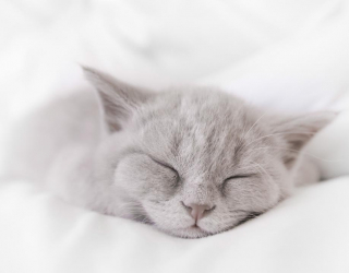 Фотообои серый котёнок спит 20879