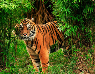 Фотообои Тигр в зарослях 12998