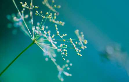 Фотошпалери гілок-волоть